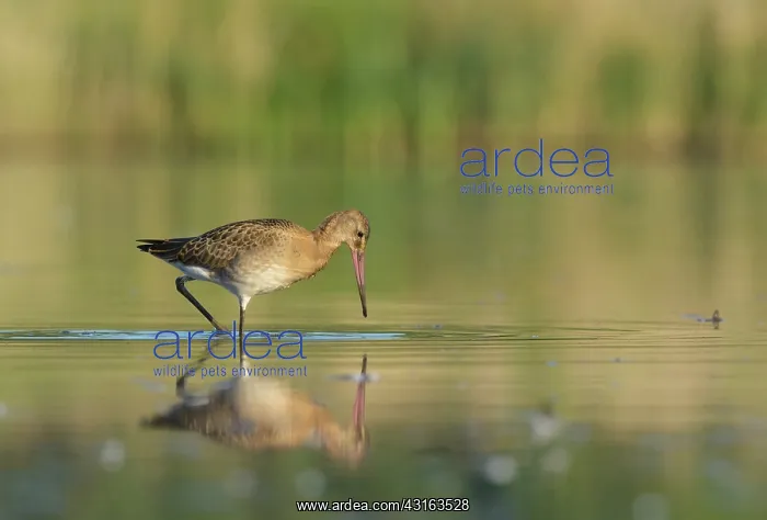 : Black-tailed Godwit : Black-tailed Godwit