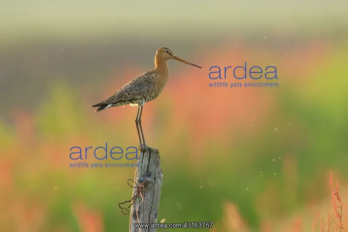 : Black-tailed Godwit : Black-tailed Godwit
