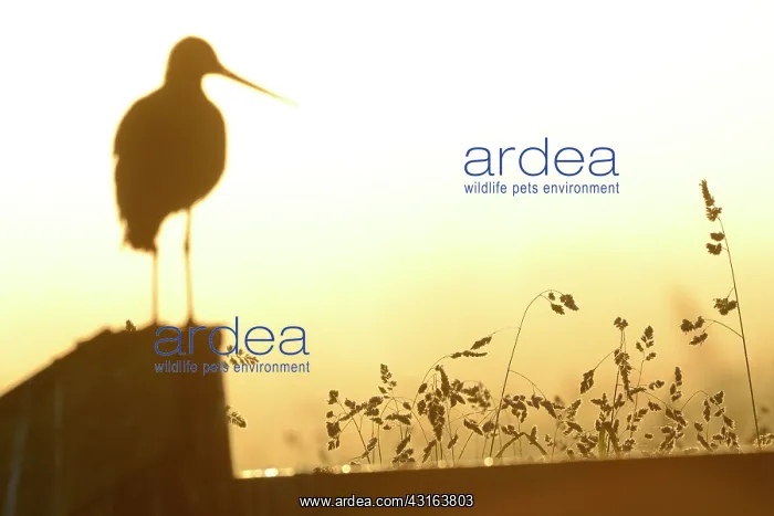 : Black-tailed Godwit : Black-tailed Godwit