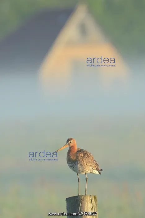 : Black-tailed Godwit : Black-tailed Godwit