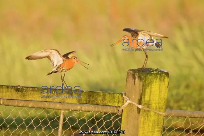 : Black-tailed Godwit : Black-tailed Godwit