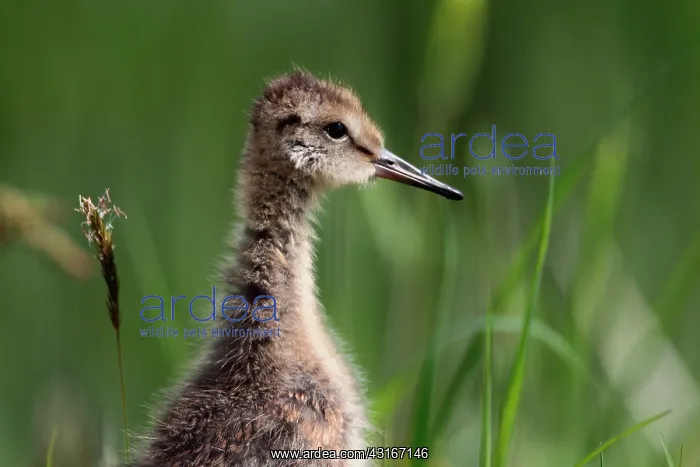 : Black-tailed Godwit : Black-tailed Godwit