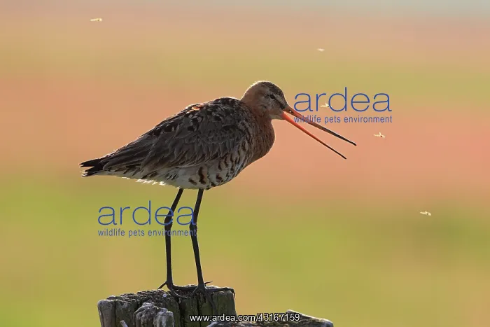 : Black-tailed Godwit : Black-tailed Godwit