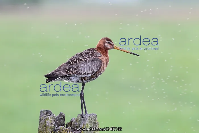 : Black-tailed Godwit : Black-tailed Godwit