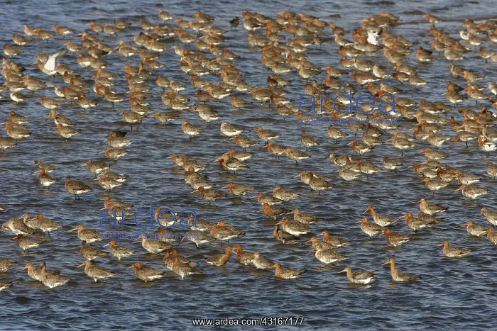 : Black-tailed Godwit : Black-tailed Godwit