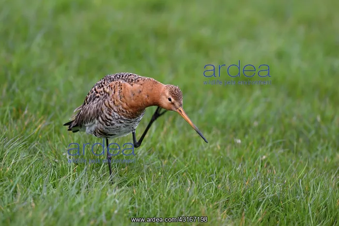 : Black-tailed Godwit : Black-tailed Godwit