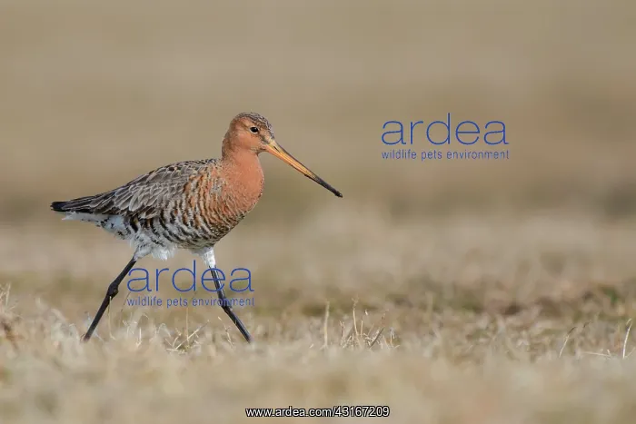 : Black-tailed Godwit : Black-tailed Godwit