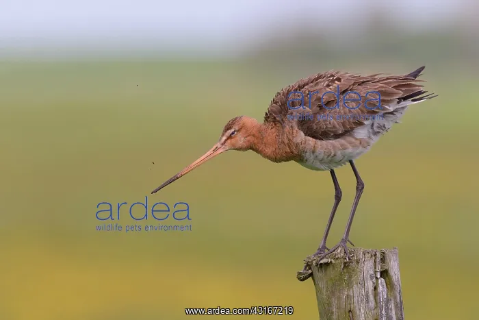 : Black-tailed Godwit : Black-tailed Godwit