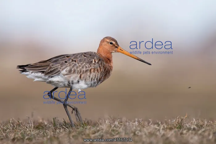 : Black-tailed Godwit : Black-tailed Godwit