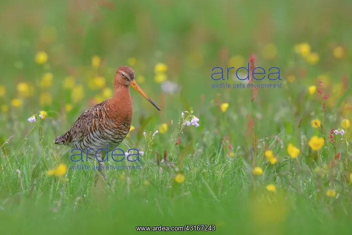 : Black-tailed Godwit : Black-tailed Godwit