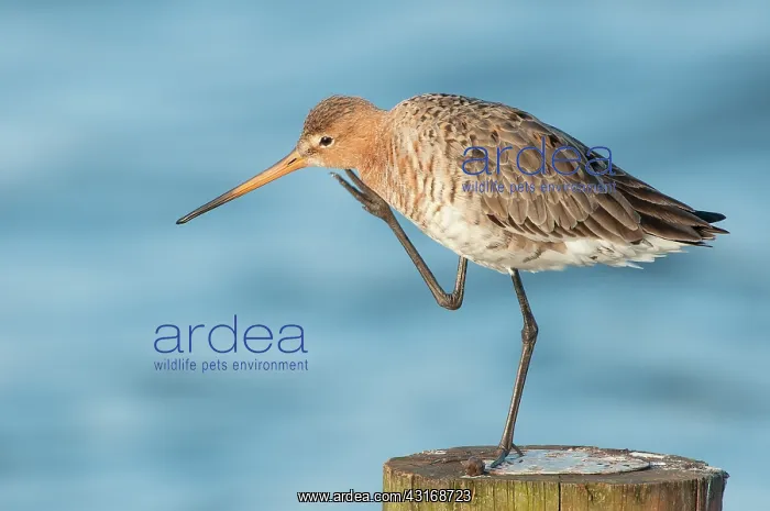 : Black-tailed Godwit : Black-tailed Godwit