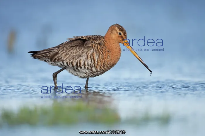 : Black-tailed Godwit : Black-tailed Godwit