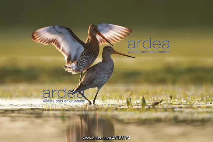 : Black-tailed Godwit : Black-tailed Godwit