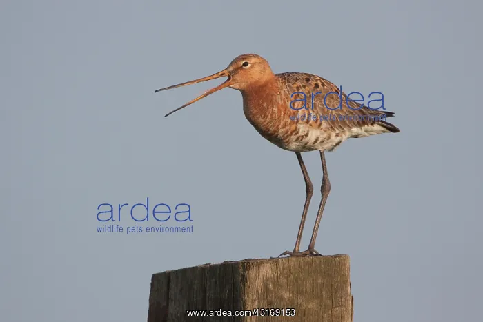 : Black-tailed Godwit : Black-tailed Godwit