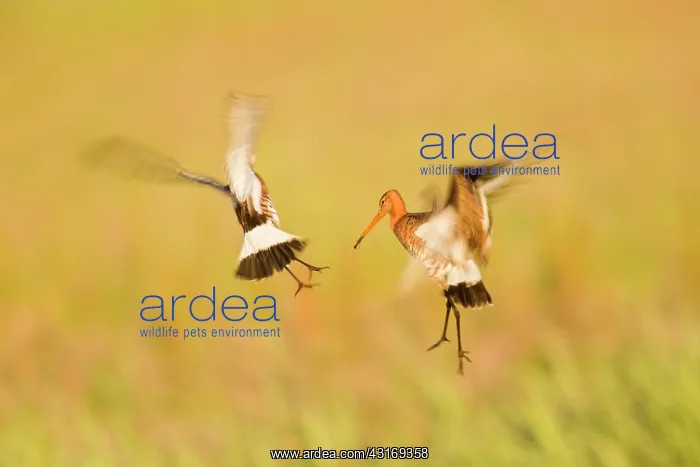 : Black-tailed Godwit : Black-tailed Godwit