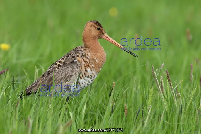 : Black-tailed Godwit : Black-tailed Godwit