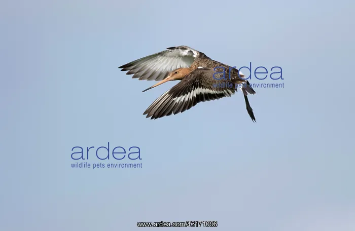 : Black-tailed Godwit : Black-tailed Godwit