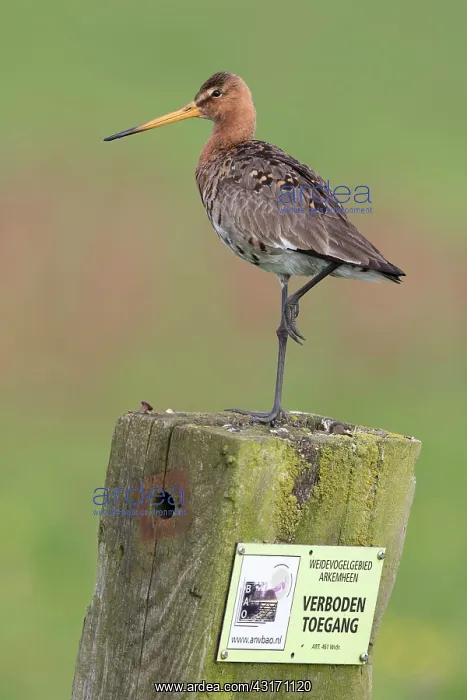 : Black-tailed Godwit : Black-tailed Godwit