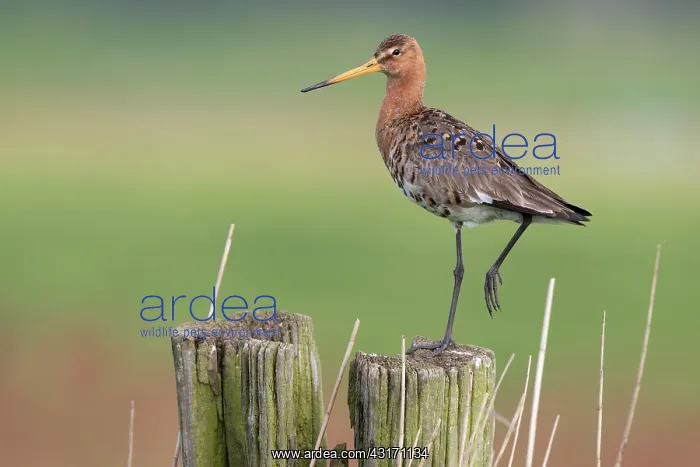  : Black-tailed Godwit