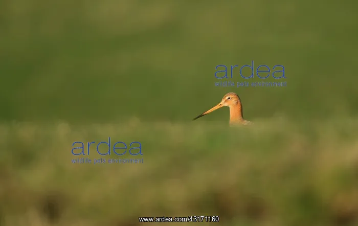 : Black-tailed Godwit : Black-tailed Godwit
