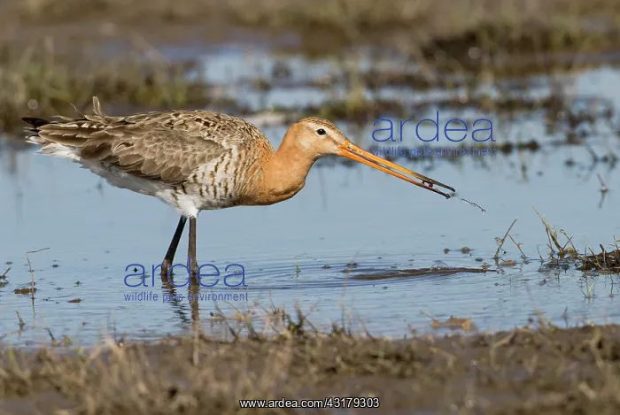 : Black-tailed Godwit : Black-tailed Godwit