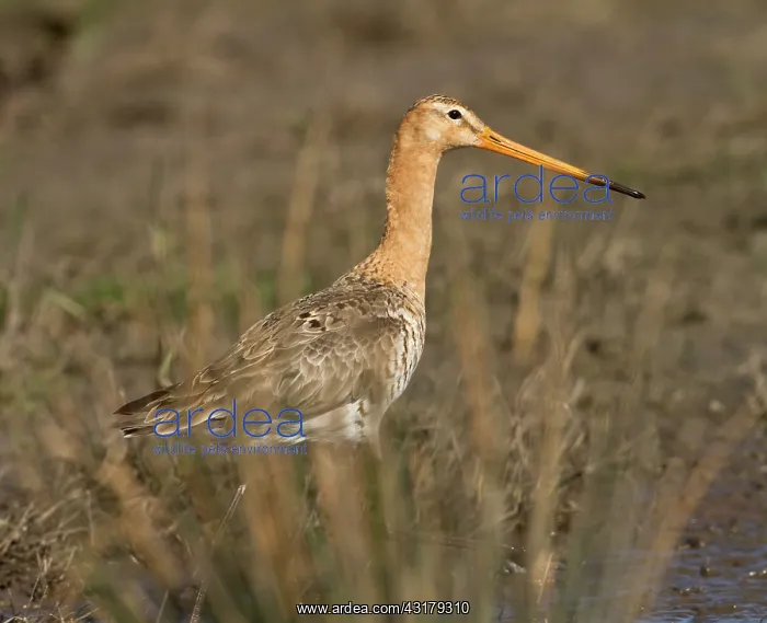 : Black-tailed Godwit : Black-tailed Godwit