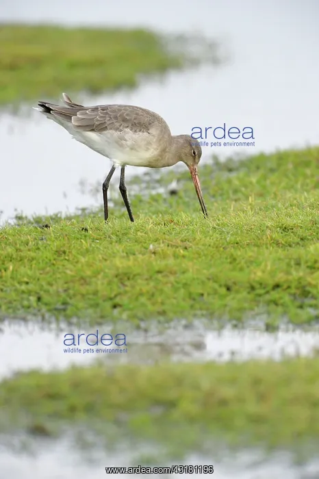 : Black-tailed Godwit : Black-tailed Godwit