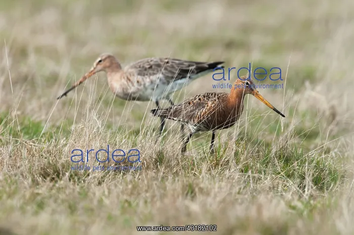 : Black-tailed Godwit : Black-tailed Godwit