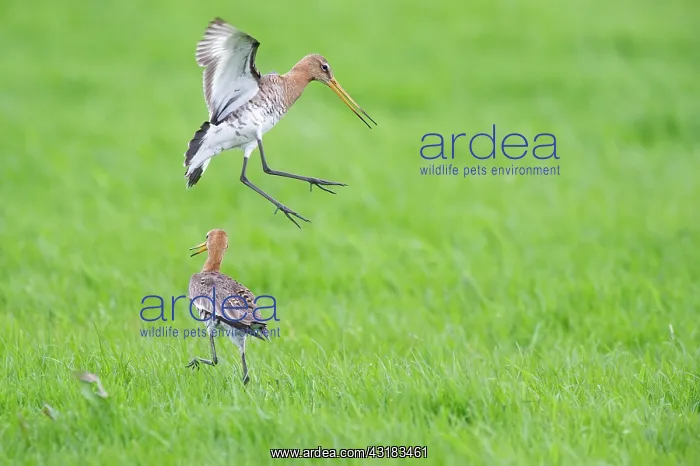 : Black-tailed Godwit : Black-tailed Godwit