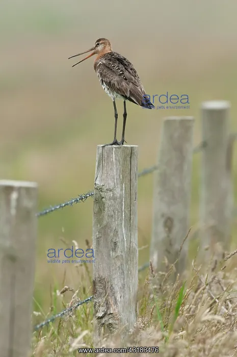 : Black-tailed Godwit : Black-tailed Godwit