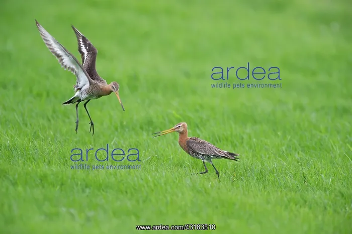 : Black-tailed Godwit : Black-tailed Godwit