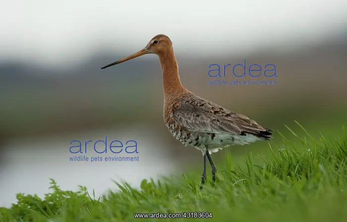 : Black-tailed Godwit : Black-tailed Godwit
