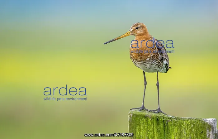 : Black-tailed Godwit : Black-tailed Godwit