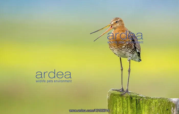 : Black-tailed Godwit : Black-tailed Godwit