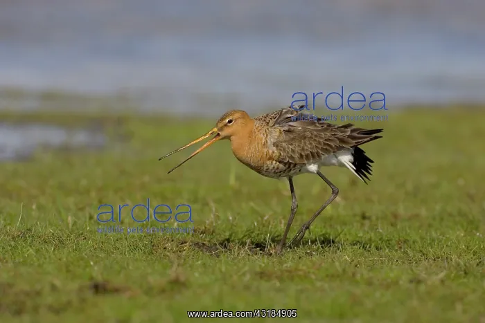 : Black-tailed Godwit : Black-tailed Godwit