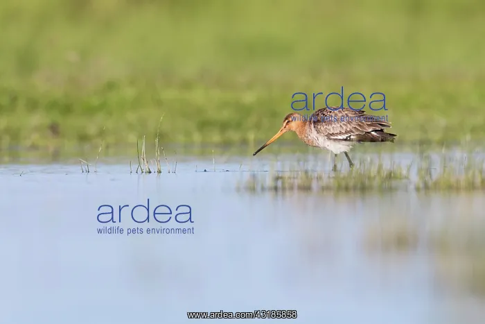 : Black-tailed Godwit : Black-tailed Godwit