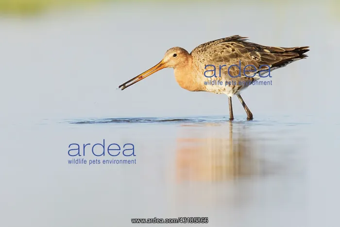 : Black-tailed Godwit : Black-tailed Godwit