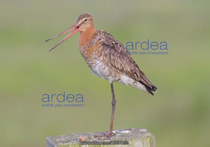 : Black-tailed Godwit : Black-tailed Godwit