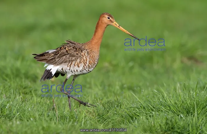 : Black-tailed Godwit : Black-tailed Godwit