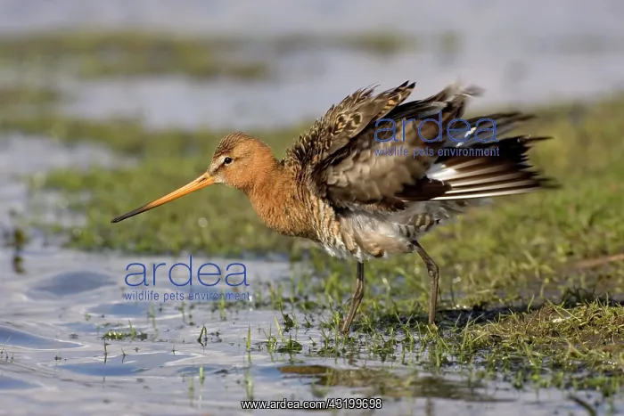: Black-tailed Godwit : Black-tailed Godwit