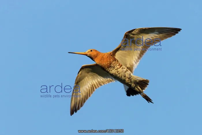 : Black-tailed Godwit : Black-tailed Godwit