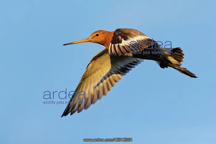 : Black-tailed Godwit : Black-tailed Godwit