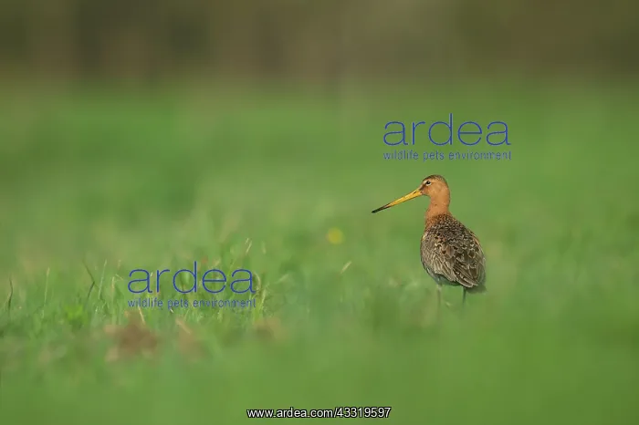 : Black-tailed Godwit : Black-tailed Godwit