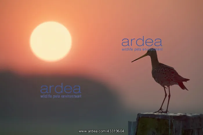 : Black-tailed Godwit : Black-tailed Godwit