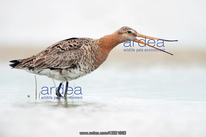 : Black-tailed Godwit : Black-tailed Godwit