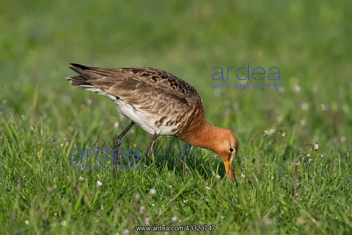: Black-tailed Godwit : Black-tailed Godwit