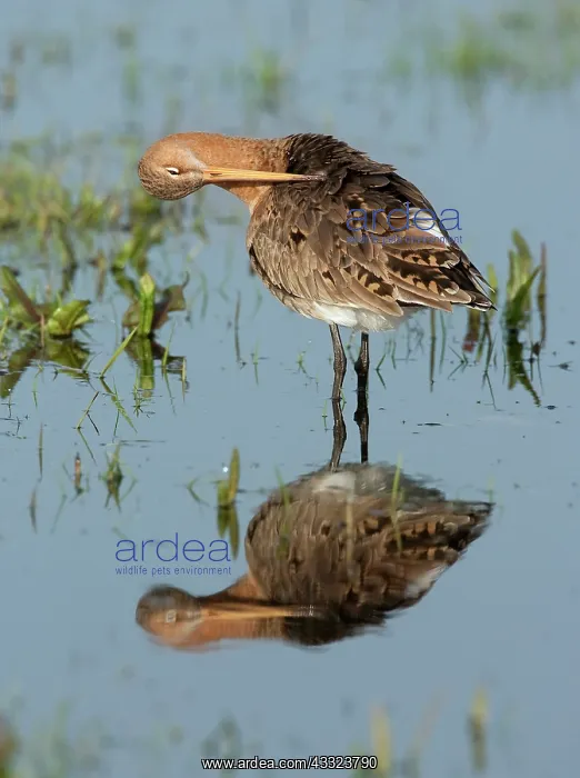 : Black-tailed Godwit : Black-tailed Godwit