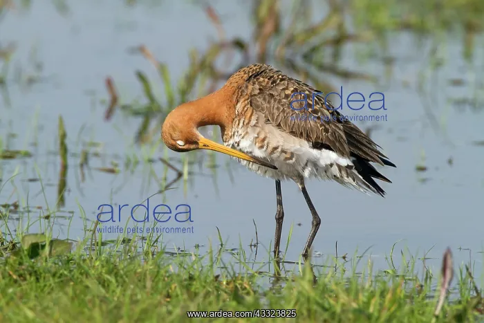 : Black-tailed Godwit : Black-tailed Godwit