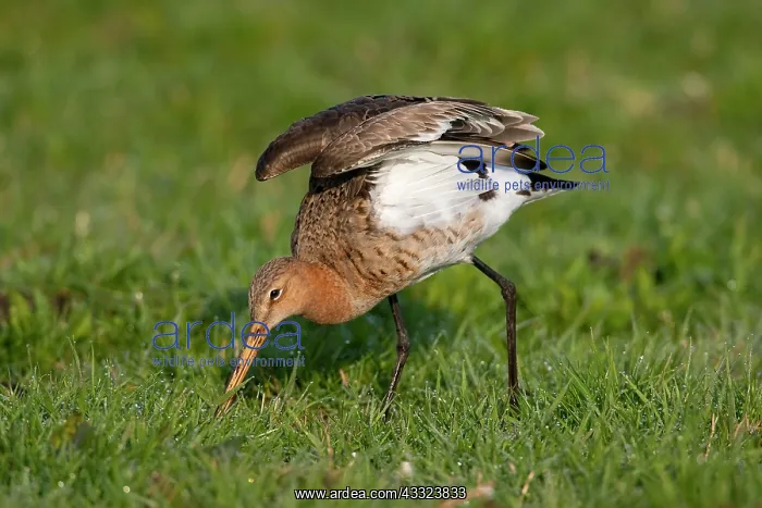 : Black-tailed Godwit : Black-tailed Godwit