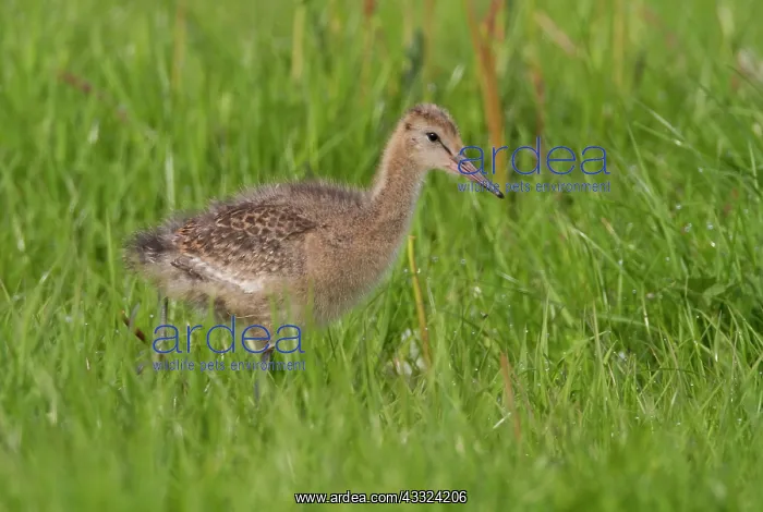 : Black-tailed Godwit : Black-tailed Godwit